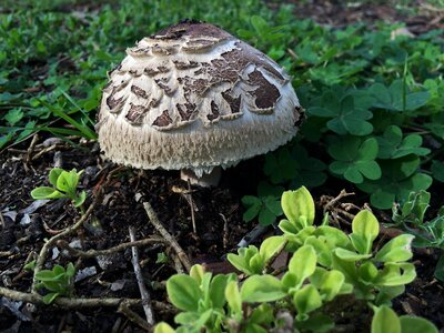 Brown nature wild