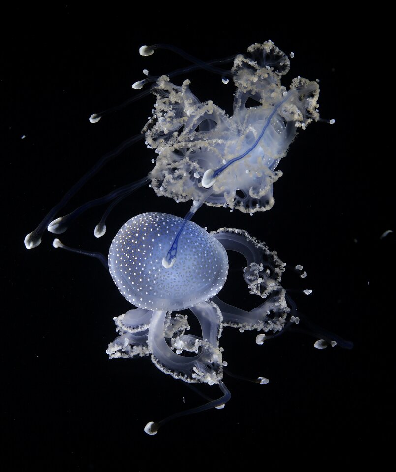 Creature underwater meeresbewohner