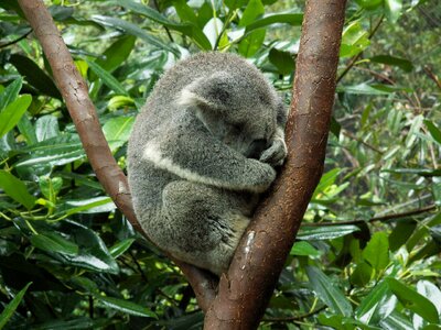 Animal sleep tree photo