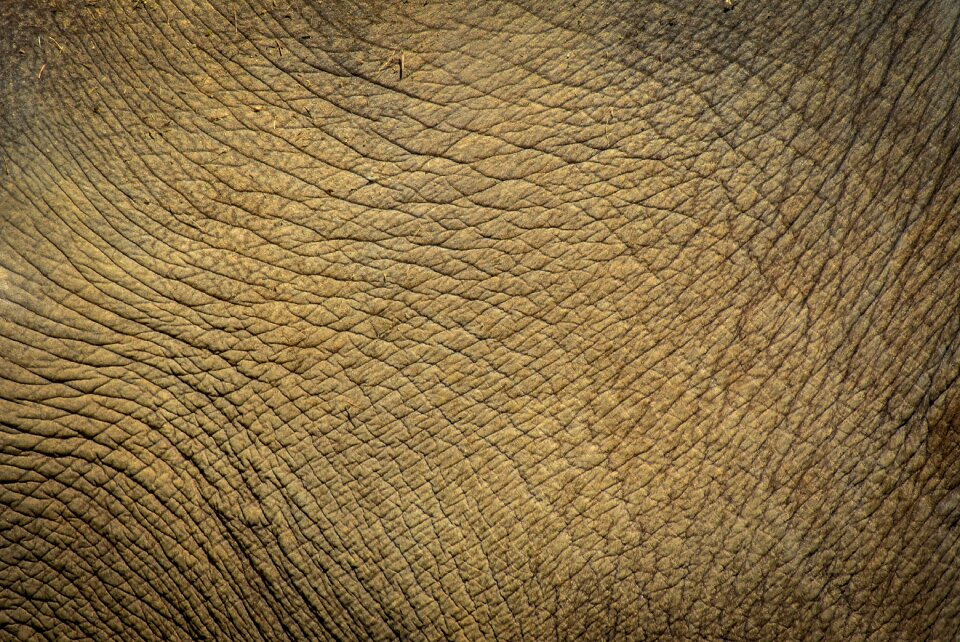 Nature giant africa