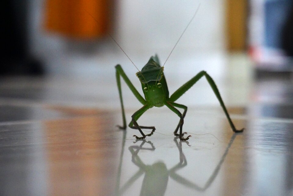 Insect bug
