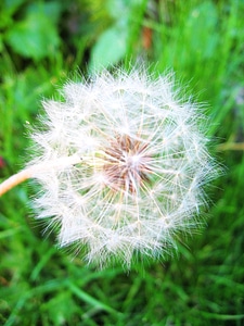 Flowers dandelion nature photo