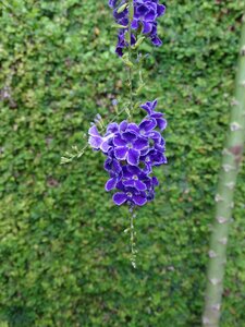 Garden flora flowers lilac photo
