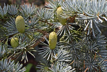 Tree plant nature