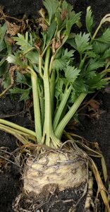 Celeriac root celery tuber