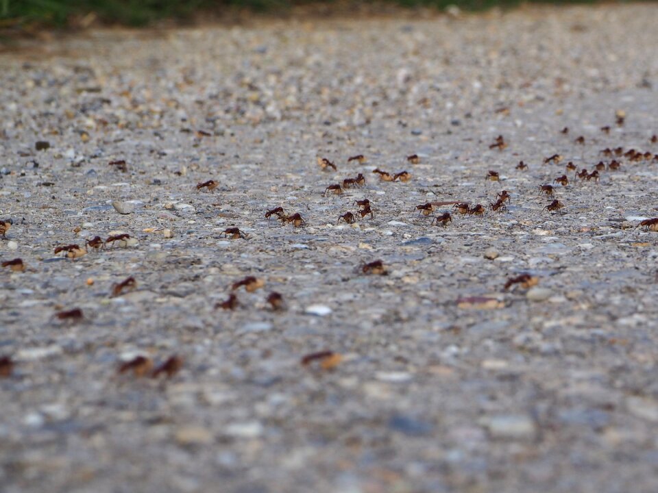 Transport nature insect