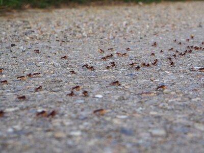 Transport nature insect