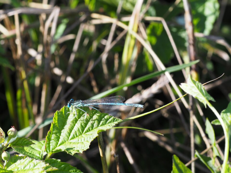 Macro nature wing