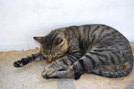 Cat animal sleep photo