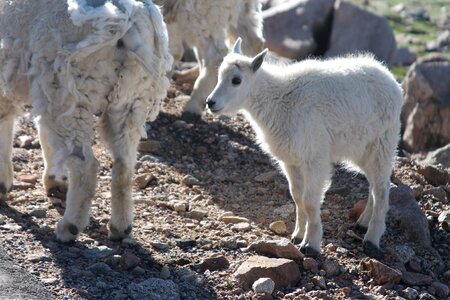 Animals babies longhorn