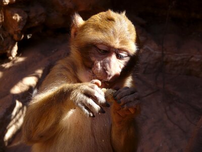 Monkey morocco food
