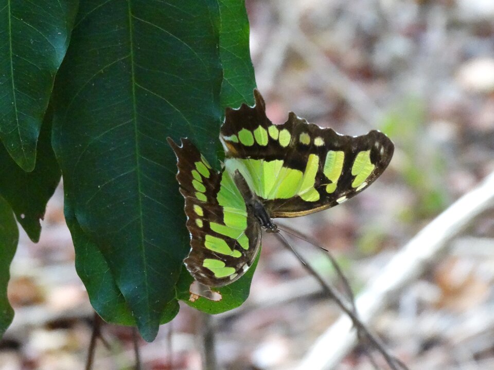 Pollinator beauty insect