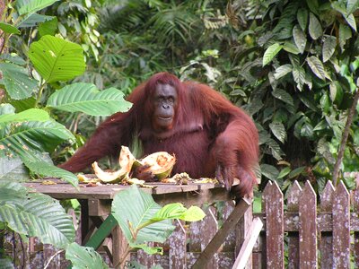 Borneo kuching bako park photo