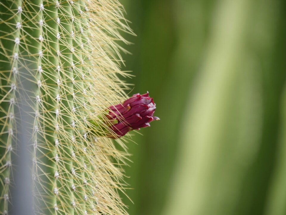 Cactus green red