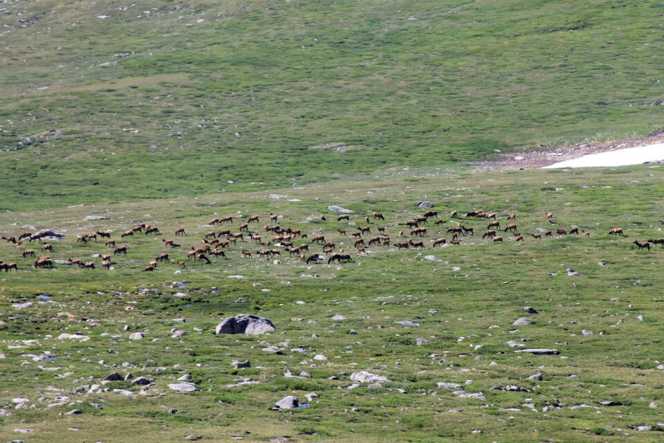Nature wild animal