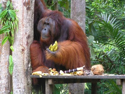 Borneo kuching bako park photo