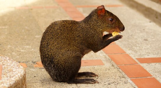 Guatin rodedor wild animal