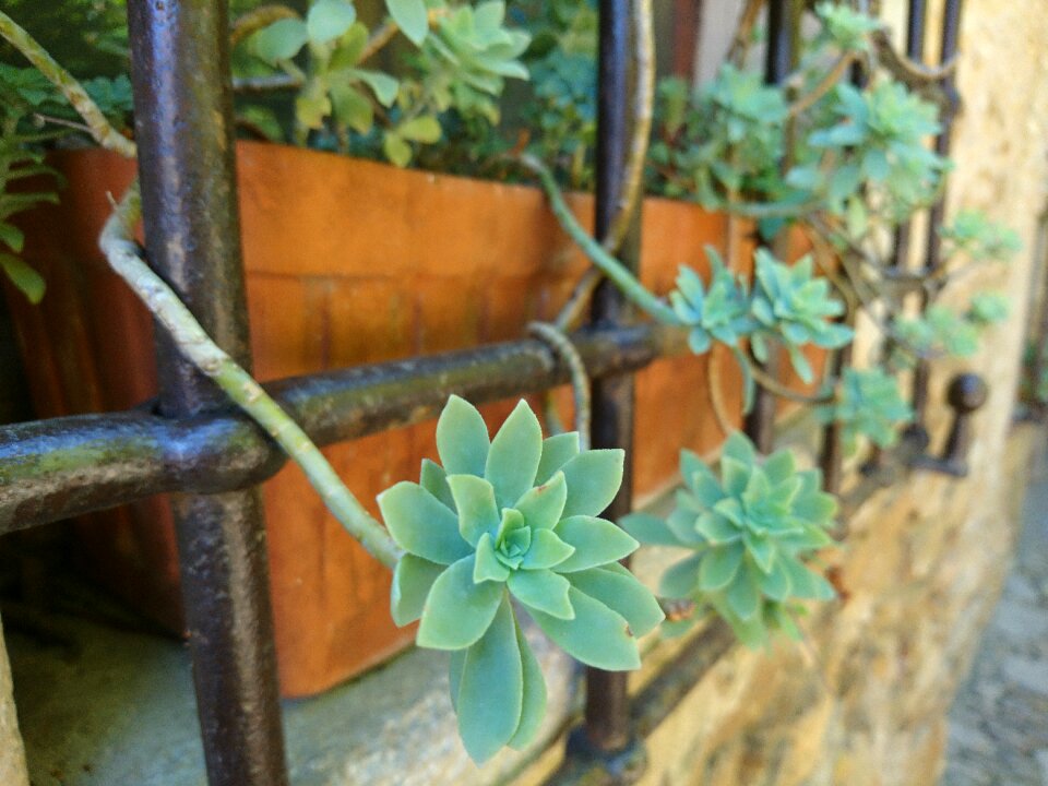 Flower flowerpot balcony