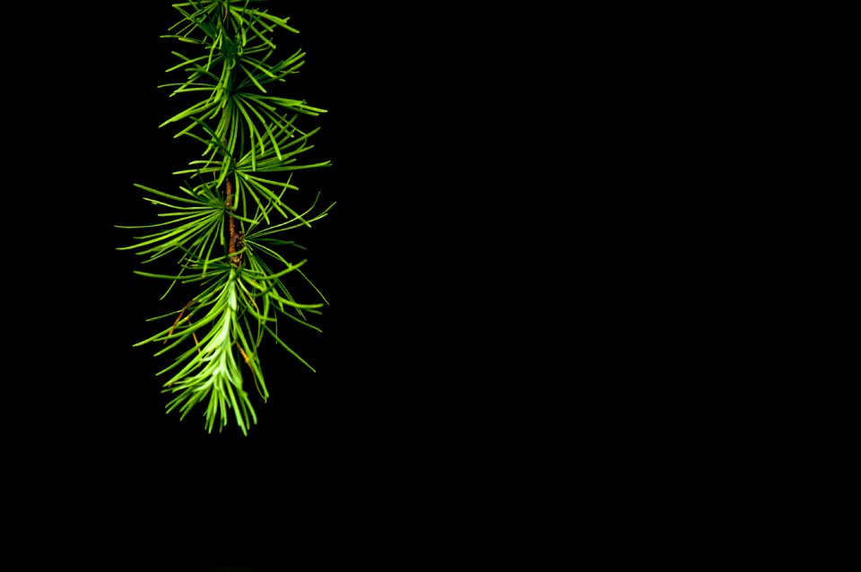 Nature dark evening