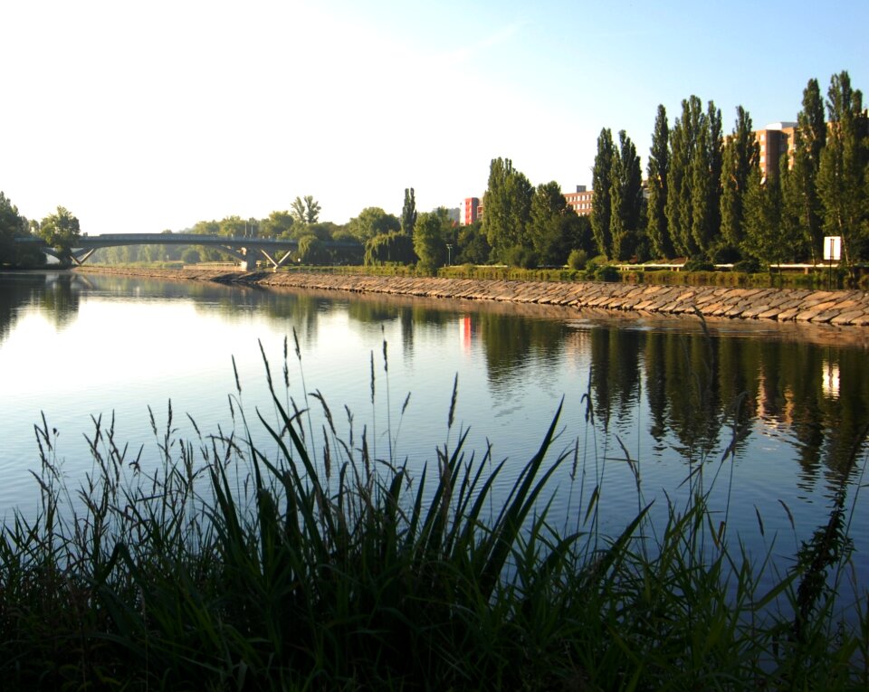 Water grass dam photo