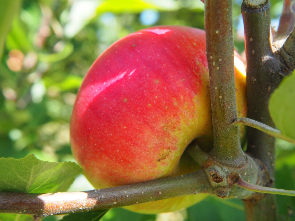 Apple tree fruit kernobstgewaechs