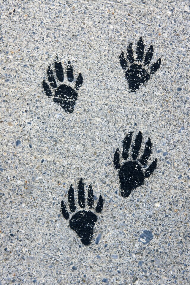 Painted footprint paw print