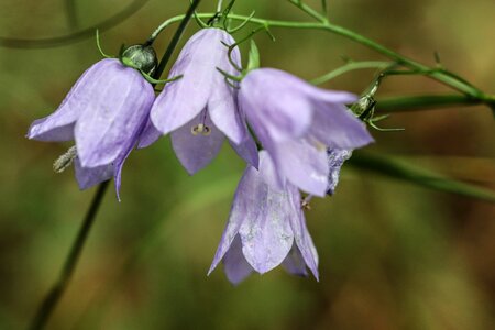 Summer flower nature