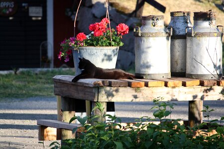 Farm cat sweden photo