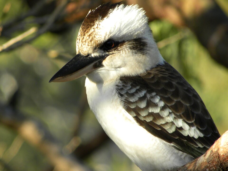 Australian kookaburra kingfisher