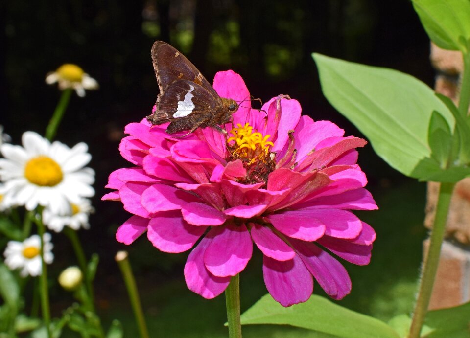 Pollinator animal flower