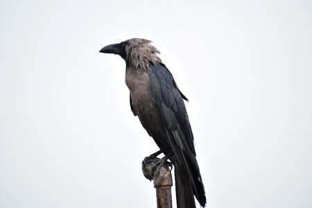 House crow corvus photo