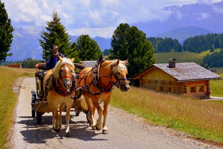 Animals road dolomites photo