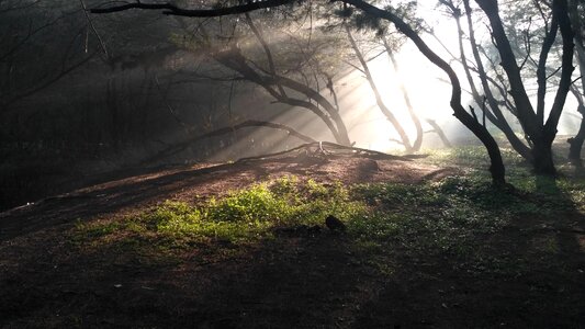 Light pierce the tree