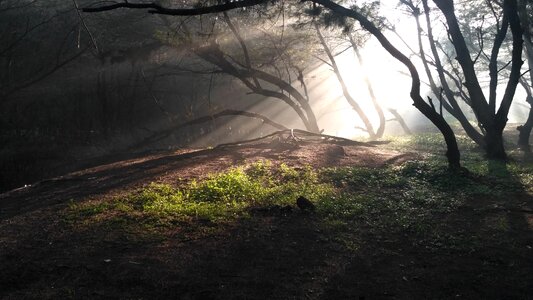 Light pierce the tree photo