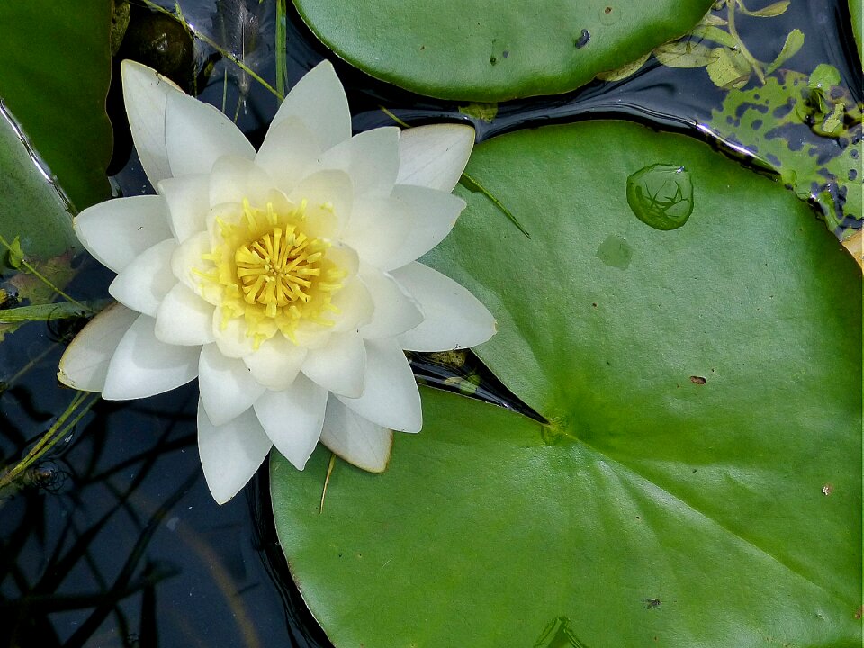 Water lily water flower lily pad