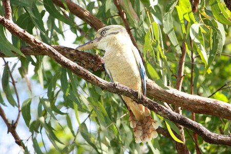 Kingfisher feather beak photo