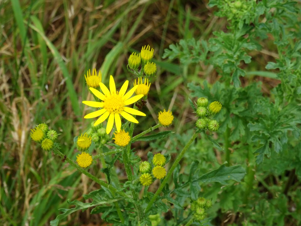 Grass nature blossom