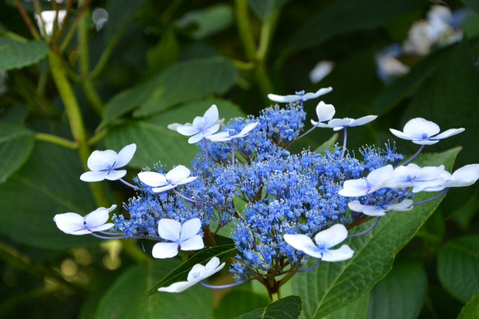 Plant pretty bouquet