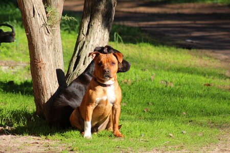 Dog staffie animal