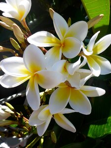 Asia centuri-park frangipani flowers photo