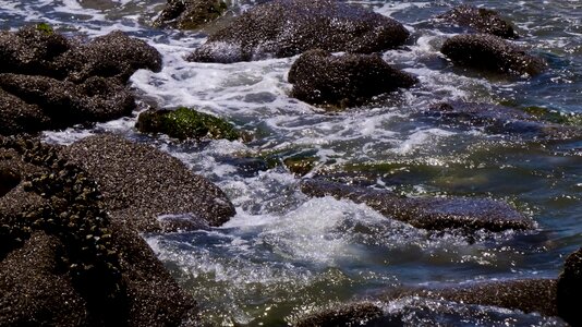 Ventura mollusks rocks