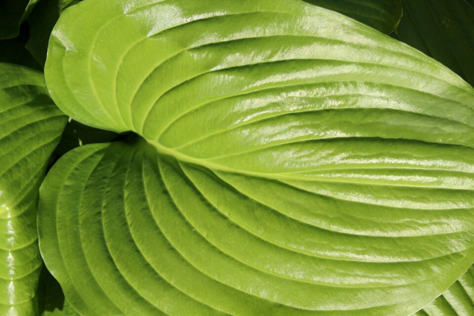 Garden china plant