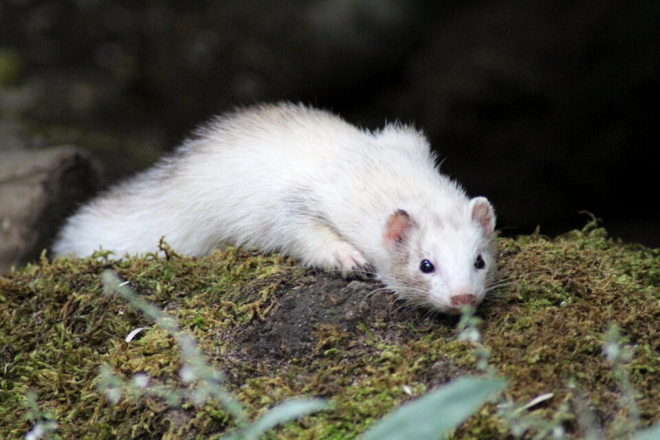 Animal ferret close up