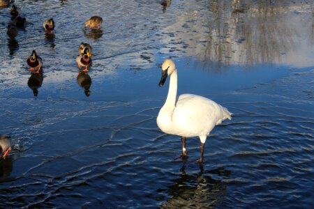 Winter swan ice photo
