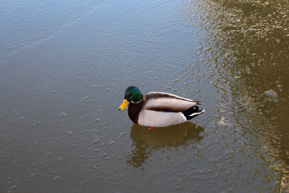 Water bird lake ice