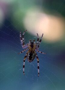 Hooked arachnid nature