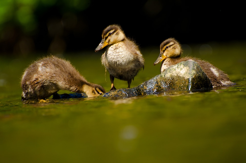Platyrhynchos animal bird