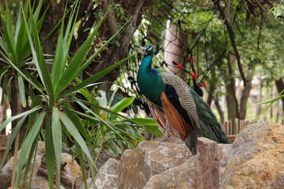 Wildlife nature zoo