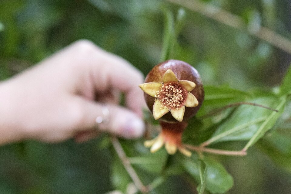 Leaf fruit summer