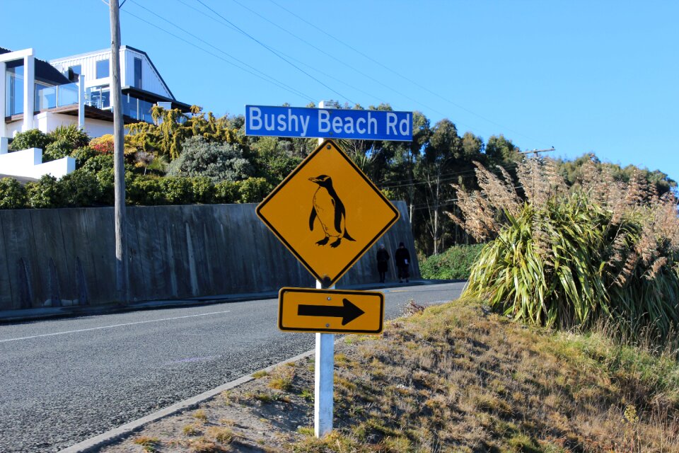 Bushy beach road penguin watching new zealand